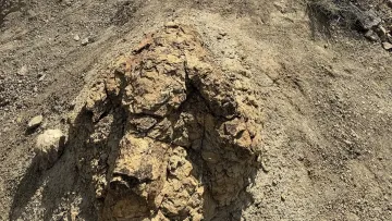 Сліди динозавра віком 66,5 млн років: у США вперше знайшли стежку дорослого тиранозавра