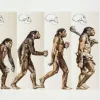 Не лише Homo sapiens: вчені назвали сім видів людей, які існували одночасно в давнину
