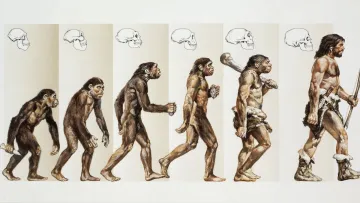 Не лише Homo sapiens: вчені назвали сім видів людей, які існували одночасно в давнину