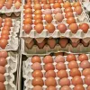 Яйця в українських супермаркетах дорожчають: де зараз найнижчі ціни та чого чекати у вересні