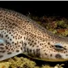 Дно Карибського моря приховувало десятки відкриттів: науковці виявили рідкісних тварин і нові екосистеми