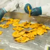 Сушене манго може замінити солодощі: чим корисний тропічний фрукт і скільки його можна їсти