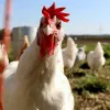 Одна хвора курка змінила історію медицини: як учений відкрив зв'язок вірусів із раком