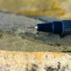 Гриб із часів, коли на Землі не було лісів: що здивувало вчених у скам’янілості віком 440 мільйонів років