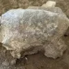 Загадкові ритуали палеоліту: археологи виявили в турецькій печері 25 фігурок черепах віком 16 500 років