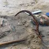 Вампірське поховання у Польщі: археологи знайшли скелет заможної дівчини із замком на нозі та серпом на шиї