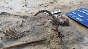 Вампірське поховання у Польщі: археологи знайшли скелет заможної дівчини із замком на нозі та серпом на шиї