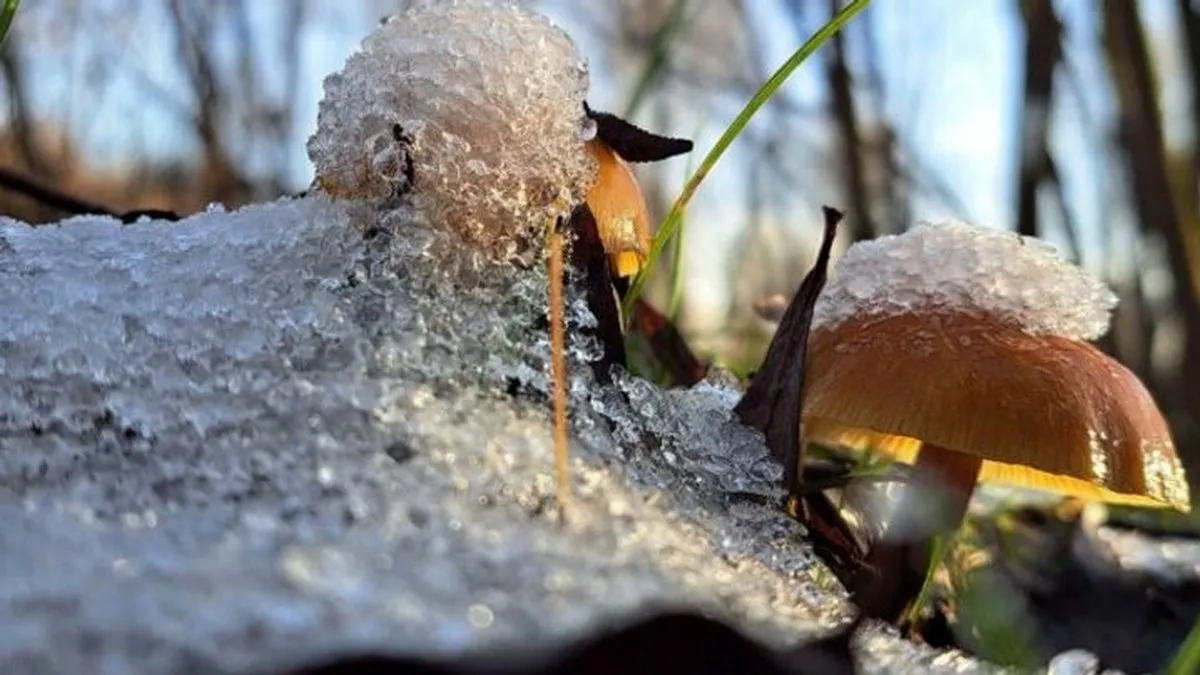 Попри сніг і мороз, у лісах ростуть гриби — де шукати зимові опеньки та гливи