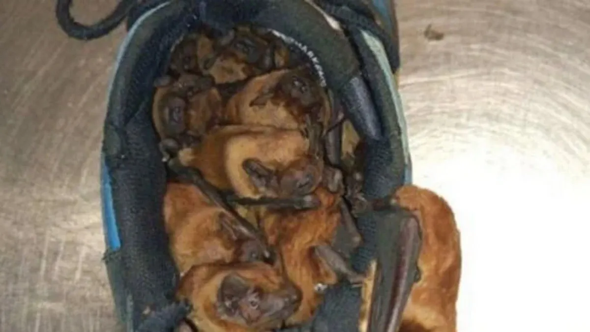 У Польщі чоловік знайшов у своєму черевику «колонію кажанів»: з'явилися фото незвичайної знахідки
