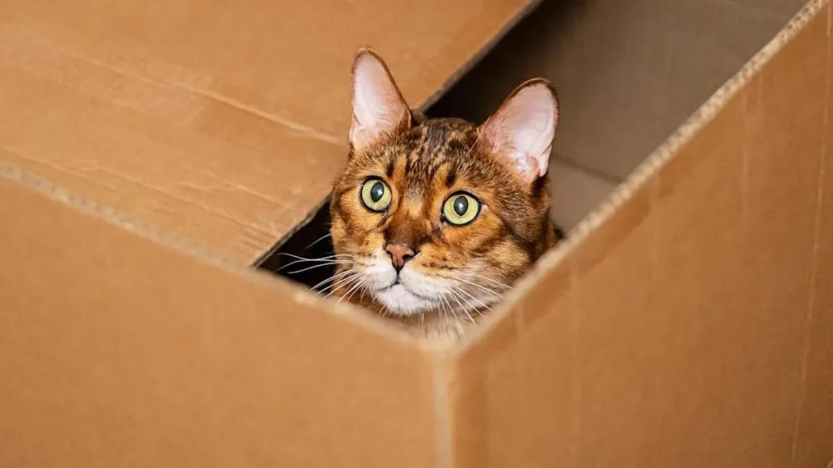 Чоловік відправив кішку поштою з Відня до Німеччини: як він пояснив свій вчинок та як його покарали