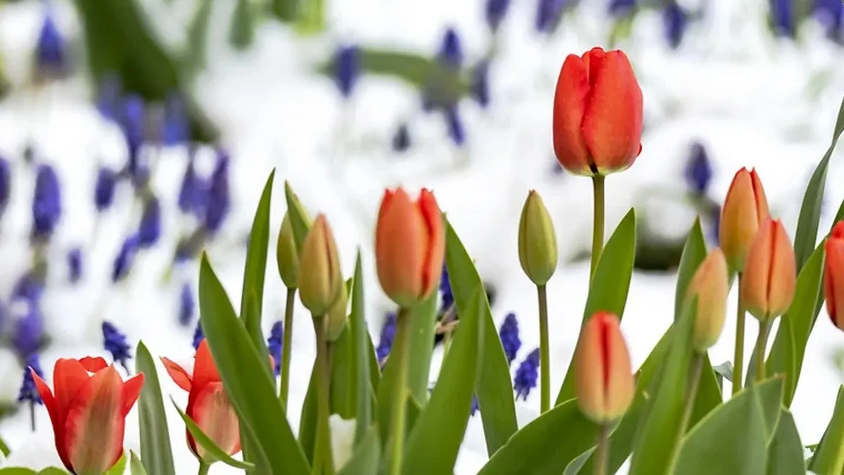 Антициклон над Україною: чим здивує погода протягом тижня – прогноз від синоптикині