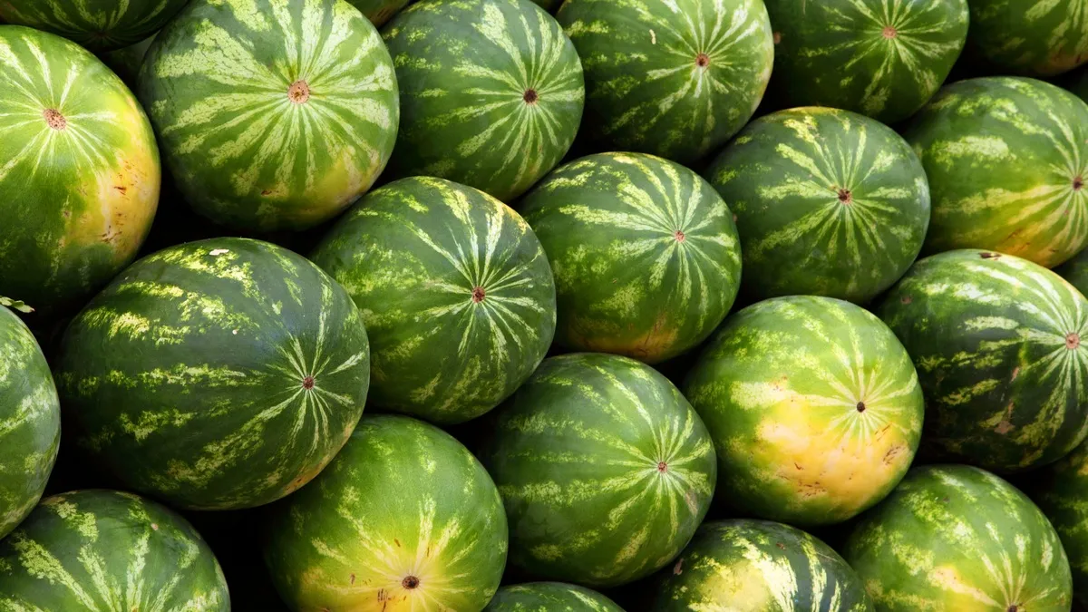 У США вирощують мініатюрні кавуни розміром з яйце: як вони виглядають і що з ними не так