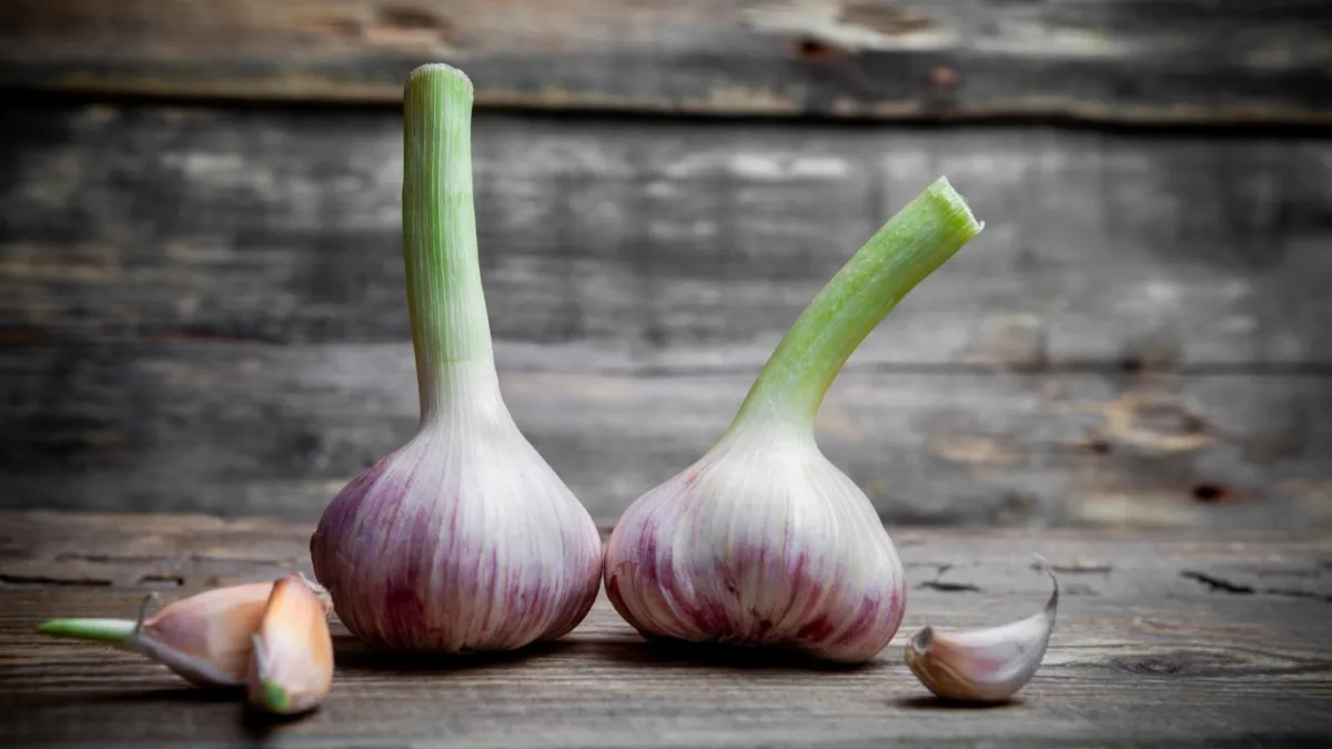 Чи отруйний пророслий часник: несподіваний вердикт від вчених