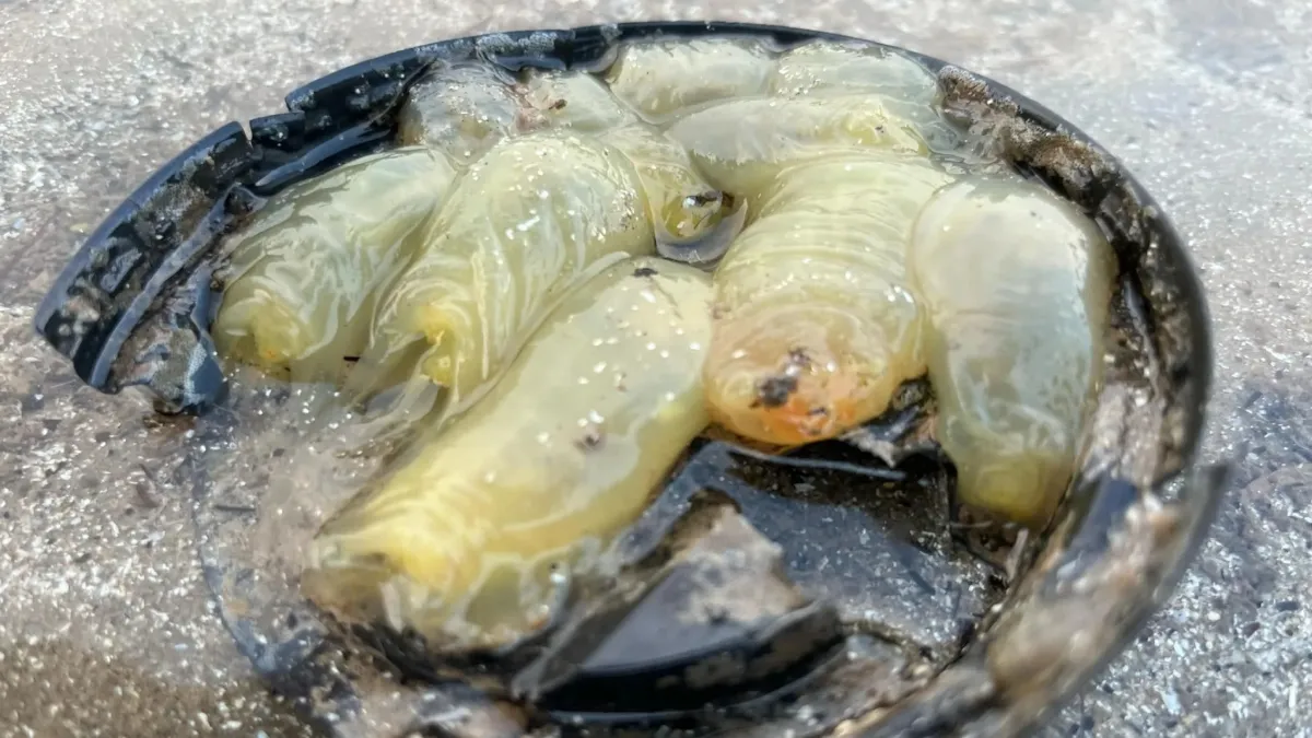 Схожі на інопланетян: на берег океану викинуло загадкових прозорих істот