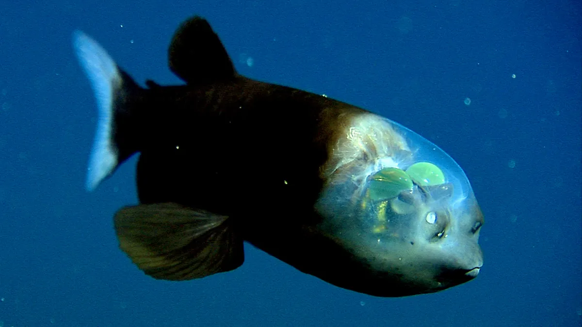Знайдено рибу, яка давно «готувалася» до блекаутів: вчені відкрили незвичний вид морських жителів