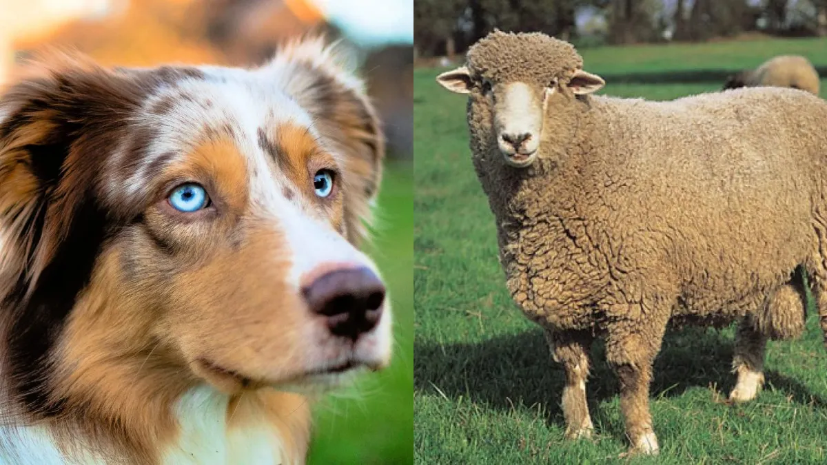 Бійці полку «Сафарі» врятували двох тварин під Костянтинівкою: вони опинились у антидроновій пастці - відео