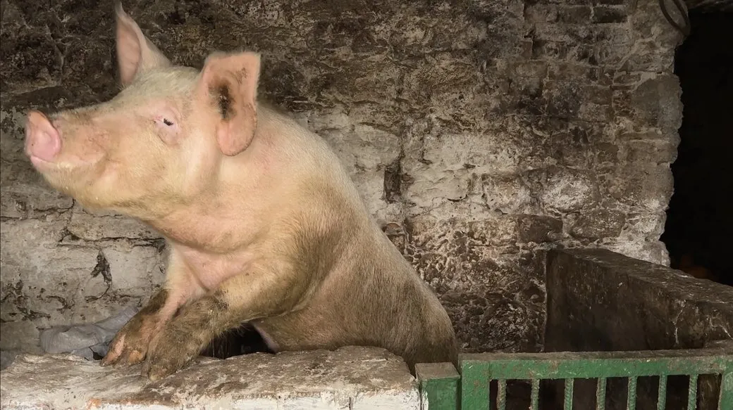 Було панство – стало свинство: неоготичну пам’ятку на Хмельниччині використовують як хлів – фотофакт