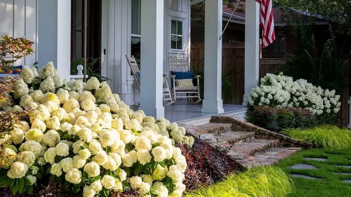 Великі і красиві квіти: як правильно підгодувати гортензії навесні