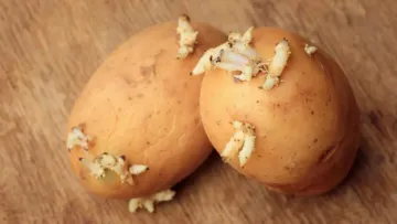 Чи можна їсти пророслу картоплю навесні: пояснення експертів та головні ризики