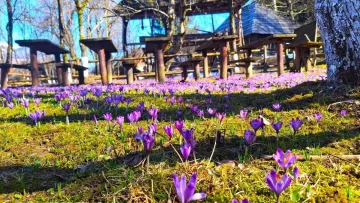 У Колочаві розцвіли крокуси: яскраві фото, які змусять відвідати Закарпаття