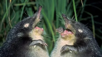 Одна з найдивніших тварин України майже не змінилася за 30 млн років: як виглядає савець, який може зникнути