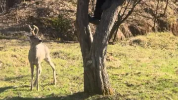 Домашня козуля Бебко стала зіркою мережі: господар ховається від неї на деревах — відео