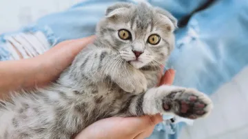 Чому крики не працюють з котами: експерти закликали до співчуття та розуміння інстинктів