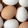 Білі чи коричневі: які яйця насправді корисніші та чим вони відрізняються