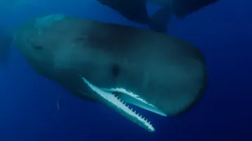 Дивовижне відкриття: вчені вперше зафіксували колективні пологи диких кашалотів - відео