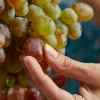 Ковтати чи випльовувати: дієтологи пояснили, що буде, якщо їсти виноградні кісточки