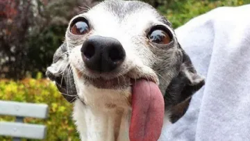 Не ігноруйте цей жест: чому пес дивиться на вас з-під лоба та як правильно реагувати