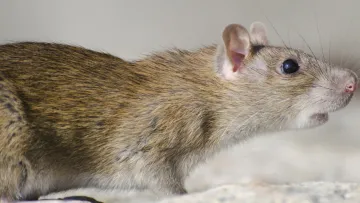 Як позбутися щурів без отрути: одна рослина на підвіконні назавжди відлякає гризунів