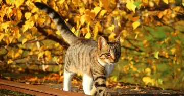 Яка погода завтра, 3 листопада: в Україні буде тепло, але на заході дощитиме