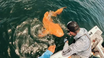 Унікальна «золота акула» з Коста-Рики виявилася носієм рідкісної генетики: в чому її особливість