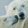 Вчені приємно вражені станом білих ведмедів на Шпіцбергені: як на тварин вплинуло глобальне потепління