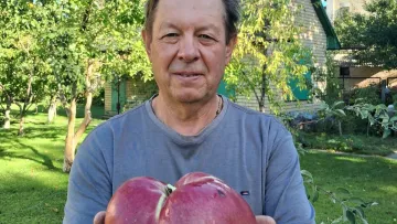 У Києві виростили найбільше яблуко в Україні: скільки воно важить та який має вигляд
