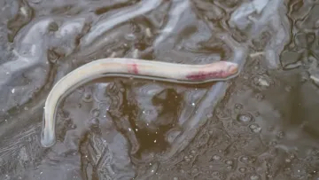 В Україні виявили живність, предки якої жили сотні мільйонів років тому: як вона виглядає