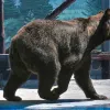 В Одеському зоопарку помер ведмідь Бумер: гендиректор відреагував на закиди щодо умов утримання тварини