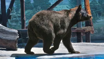 В Одеському зоопарку помер ведмідь Бумер: гендиректор відреагував на закиди щодо умов утримання тварини