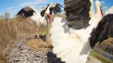 У відомому пташиному гнізді на Полтавщині сталася сутичка: лелека Одарка побилася з новими мешканцями 