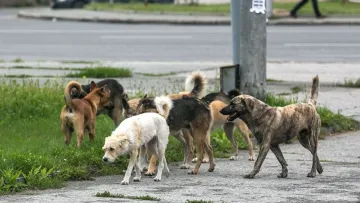 7 собак втекли від торговців м’ясом і подолали 17 км додому: резонансне відео завірусилося в мережі