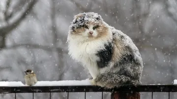 Аномальний холод повернеться до України: синоптик сказав, коли це станеться