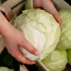 Як квасити капусту в діжці на зиму: перевірений рецепт розсолу та секрети хрусткого листя