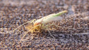 Мільярди комарів на Одещині: науковці пояснили масовий виліт комах у «Тузлівських лиманах»