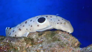 «‎Ходяча акула» здивувала вчених: спосіб розмноження істоти порушує звичні правила