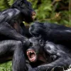 Війни між групами шимпанзе можуть тривати десятиріччями: вчені дослідили поведінку приматів в Уганді