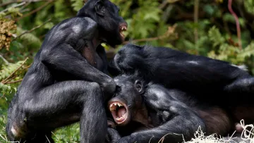 Війни між групами шимпанзе можуть тривати десятиріччями: вчені дослідили поведінку приматів в Уганді
