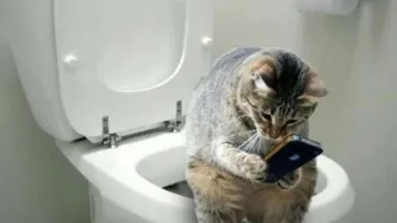 Геть TikTok у вбиральні! Чому ваші звички в туалеті можуть бути небезпечними