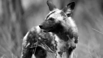 Чупакабра в Україні? Невідому істоту помітили на Івано-Франківщині – відео