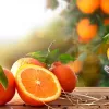 Цитрусовий апокаліпсис: чому апельсини невдовзі можуть стати дефіцитним делікатесом